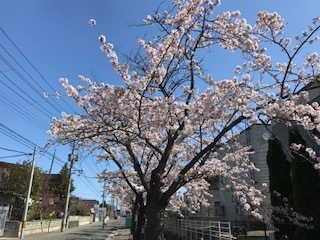 万太郎の桜: smile de こんにちは☆村川みどりです♪