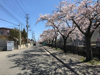 万太郎の桜: smile de こんにちは☆村川みどりです♪